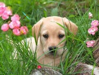 Dog Screensaver Screensavers