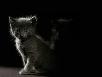 Kittens In The Dark Desktop Pc And Mac Wallpaper