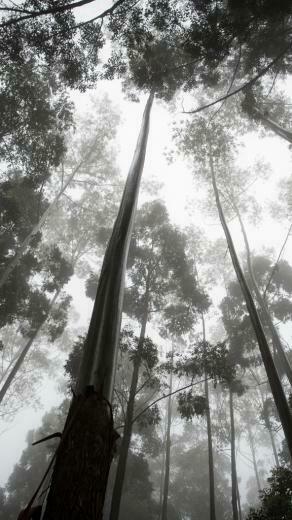 Endor Plus Wallpaper Giel
