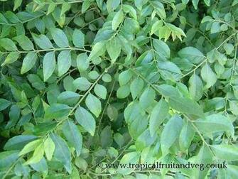 Beckham Wallpaper Leaf Morphology