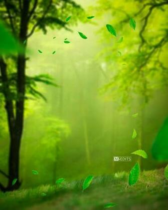 Green Forest Manipulation Background