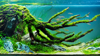 Fish Aquarium Background Printable Freshwater HD Off Wallpaper