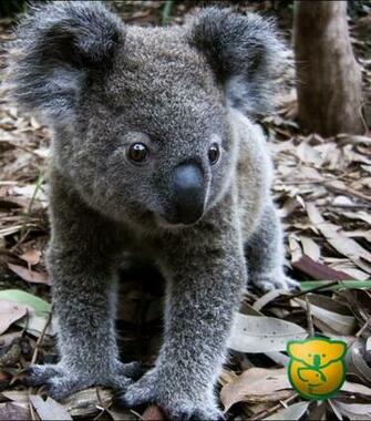 Koala Baby Wallpaper