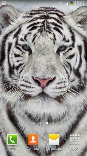 White Tiger Live Wallpaper Android Apps On Google Play