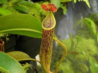 Nepenthes Stenophylla Photos