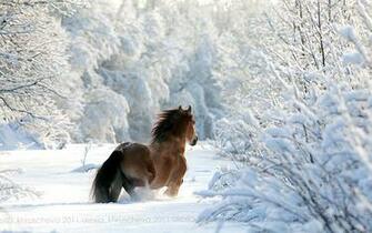 The Winter Season Changing Landscapes Around Us But Also Animal