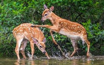 Two Fawns Playing HD Wallpaper Background Image Id