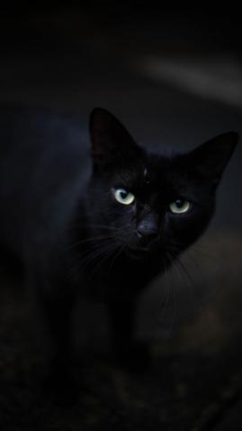 Black Cat With Green Eyes Photo Image