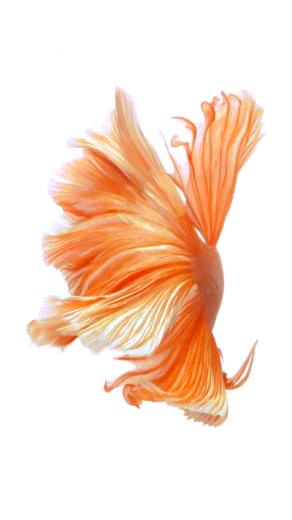 Apple iPhone 6s Ve Plus Resmi Olarak Duyuruldu 3d Touch 12mp