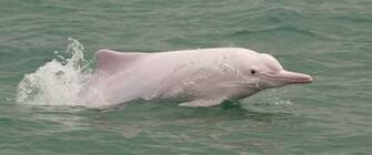Pink Dolphin Wallpaper Designs