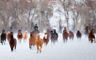 Winter Horses Bing Wallpaper By Phebomenon
