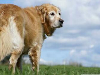 Golden Retriever Puppies Wallpaper HD