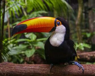 Toucan HD Wallpaper For X HDwallpaper Net