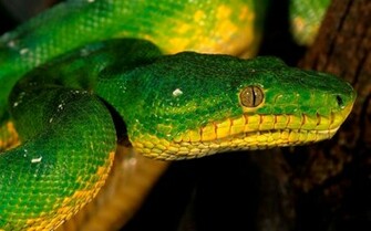 Green Snake Wallpaper Jpg