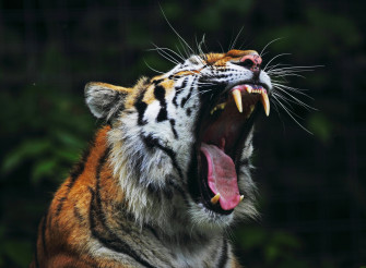 Tiger 4k Ultra HD Wallpaper And Image