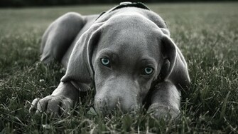 Weimaraner Fondos De Pantalla Escritorio Id