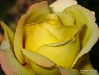 Yellow Rose