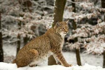 Lynx Computer Wallpaper Desktop Background