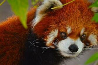 Image Baby Red Panda Pc Android iPhone And iPad Wallpaper