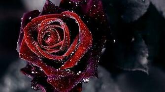 My Aids Red Rose Dark Flower Background HD Wallpaper 1080p Pics