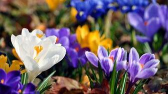 Best Top Desktop Spring Wallpaper HD Background