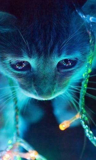 Christmas Lights Cat Galaxy S2 Wallpaper