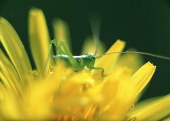 HD Wallpaper Android Tablet S By
