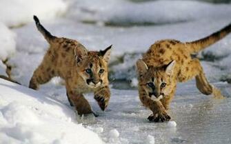 Uinta National Forest Utah Usa Mountain Lion Cubs Winter Snow