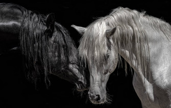 Top Beautiful Horses Wallpaper Full HD 4k To Use