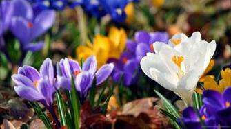 Submit Use Picky Wallpaper Rss