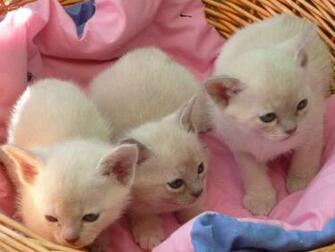 Cute Dogs Pets Cats And Kittens Pictures Wallpaper