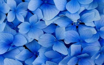 Black And White Wallpaper Close Up Blue Flowers