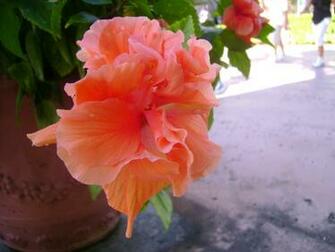 Tropical Flower Wallpaper High Definition