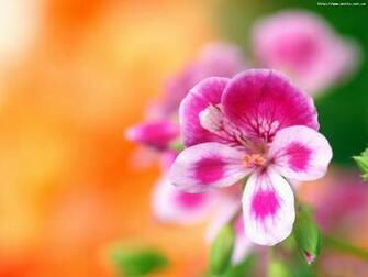 Small Violet Flower Nature Wallpaper Resolution My Earth