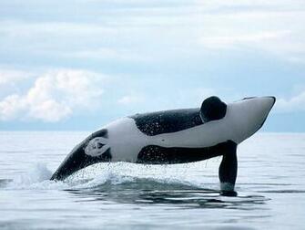 Killer Whales Wallpaper Funny Animals