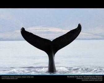 Hawaiian Islands Humpback Whale Desktop Wallpaper