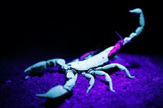 HD Wallpaper Scorpion Pictures