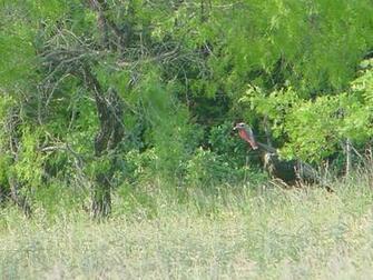 Wild Turkey Hunting