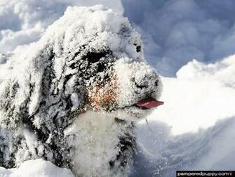 This Doggydesktops Wallpaper Regular Size Widescreen