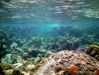 Ocean Floor Wallpaper The Grassy Sea