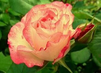 Easter Rose For Nexus Wallpaper