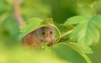 Mouse HD Wallpaper Background Image