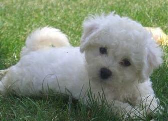Very Cute Bichon Frise Puppy Acts Like Doll Puppies Wallpaper Picture