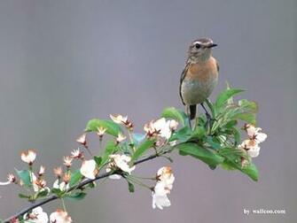 Birds Wallpaper Lovely Bird In Spring Vol No Desktop