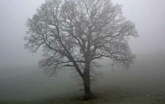 HD Wallpaper Nature Flowers Misty Lonely Tree