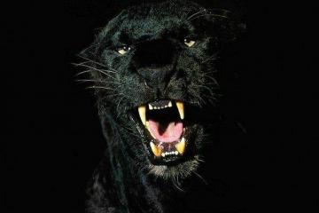 Black Jaguar Animal 4k Wallpaper Background Beautiful Best