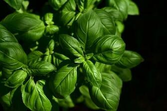 HD Wallpaper Basil Herb Culinary Herbs Spice Green Plant