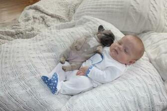 Baby Puppy Wallpaper