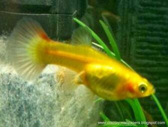 Beautiful Fish Wallpaper For Desktop Start