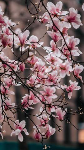 Silvia Cercor On Fleurs In Anime Scenery Wallpaper
